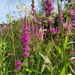 Lythrum virgatumFlor