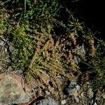 Sesamoides pygmaea Libunga