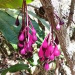 Syzygium longifolium Flor