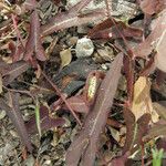 Aristolochia watsonii چھال