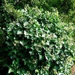 Hedera colchica عادت داشتن