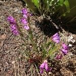 Penstemon speciosus Alkat (teljes növény)