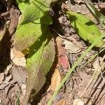 Pulicaria odora Hoja