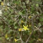 Corokia cotoneaster 花