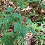 Lonicera canadensis Fruit