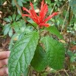 Scutellaria costaricana Leaf