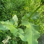 Rumex cristatus Leaf