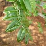 Myroxylon peruiferum Leaf