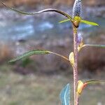 Salix purpurea Blomst