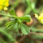 Trifolium dubium Blatt