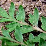 Lepidium didymum 葉