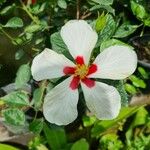 Hibiscus arnottianusVirág