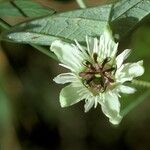 Passiflora vespertilio Flower