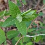 Lonicera morrowii Blad