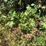 Salvia hierosolymitana Leaf