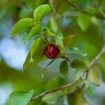 Eugenia uniflora Frucht