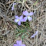 Viola pedata Flower