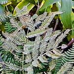 Acacia melanoxylon Blatt