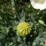 Papaver somniferum Frucht