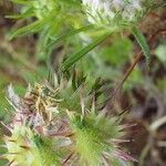 Daucus muricatus Fruit