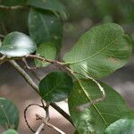 Coccoloba caracasana برگ