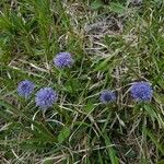 Globularia vulgaris Fula