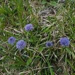 Globularia vulgaris 花