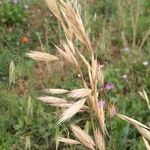 Bromus catharticus Fruit