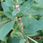 Polygonum aviculare Flower