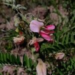 Tephrosia virginiana Flower