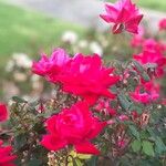 Rosa chinensis Virág