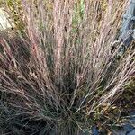 Schizachyrium scoparium Blatt