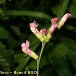 Vicia dumetorum Muu