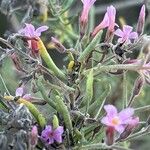 Campylanthus salsoloides Flor