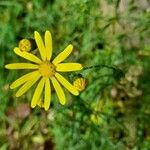 Senecio inaequidens花