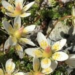 Saxifraga bryoides Habitatea