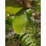 Sideroxylon borbonicum Yaprak