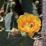 Opuntia phaeacantha ফুল