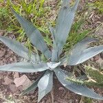 Agave asperrima Leaf