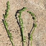 Veronica peregrina Leaf