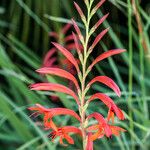 Chasmanthe floribunda Цвят