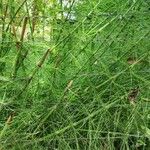 Equisetum myriochaetum পাতা