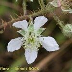 Rubus silvaticus Floare