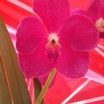 Cattleya brevipedunculataFlower