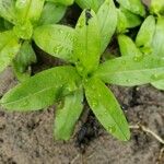 Myosotis scorpioides Leaf