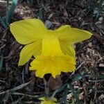 Narcissus pseudonarcissus 花