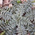 Cynara algarbiensis Leaf