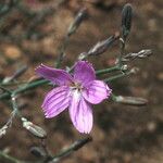 Stephanomeria exigua Flower