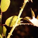 Rubus incanescens Kabuk