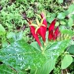 Spigelia marilandica Flor
